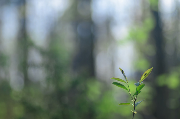  hojas de primavera en el bosque
 - Foto, Imagen