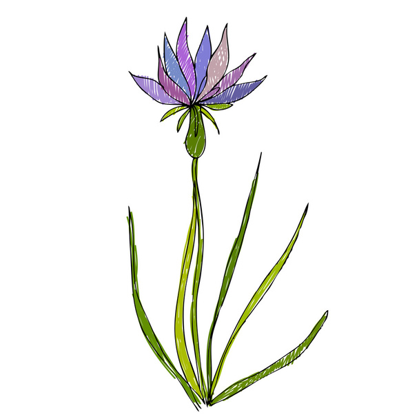 flor linda ilustrada para su diseño de primavera
 - Foto, Imagen