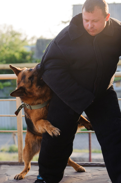 Pastor alemão cão em formação
 - Foto, Imagem