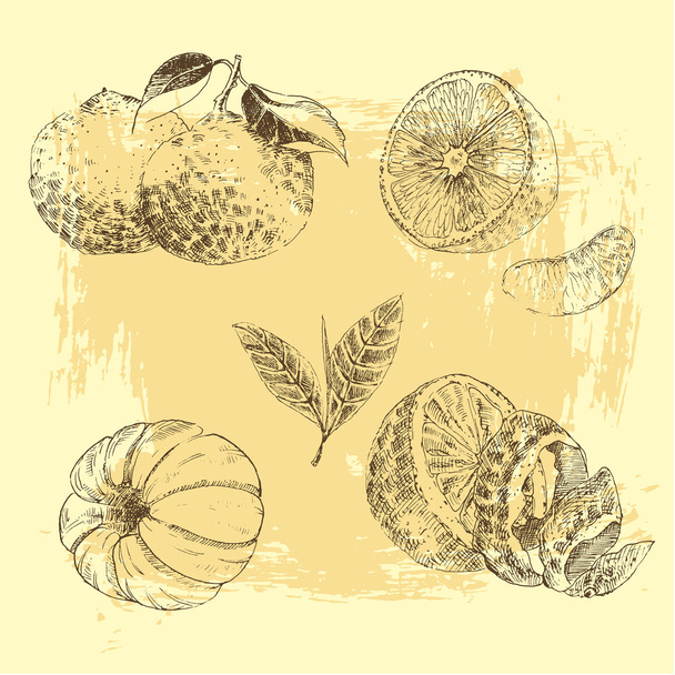 Vintage Ink hand drawn collection of citrus fruits sketch - lemon, tangerine, orange - Vetor, Imagem