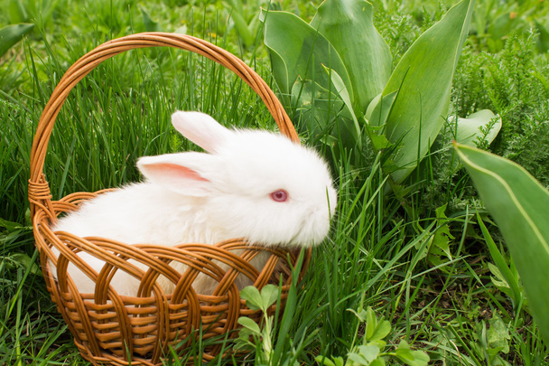 Білий маленький кролик у кошику на траві. М'який фокус
 - Фото, зображення