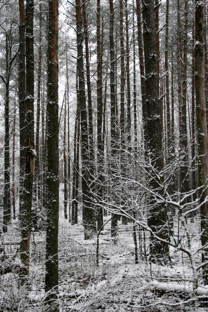 WInter forest - Valokuva, kuva