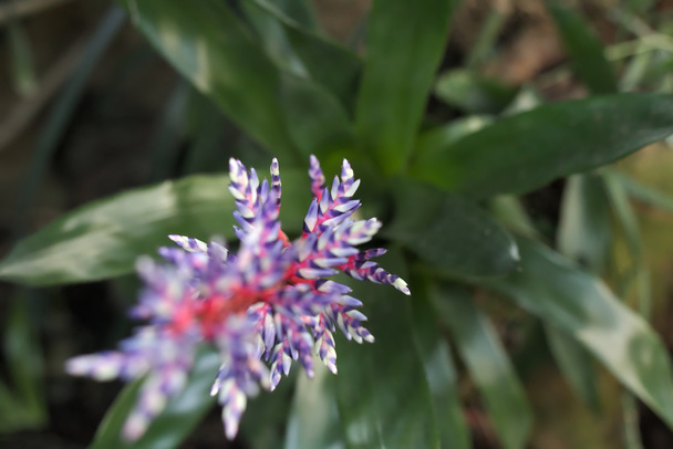 Violet-white bromelia with unusual selective focus effect - Photo, Image