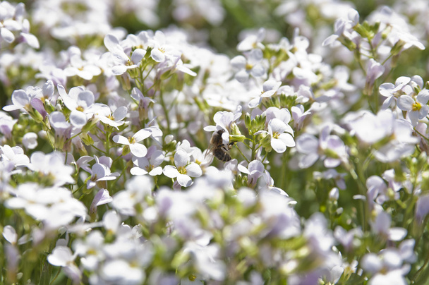 Ape su fiore bianco che raccoglie il miele saporito
 - Foto, immagini