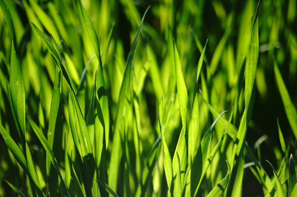 Затопленная трава
 - Фото, изображение