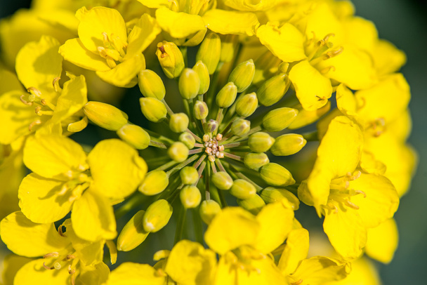 Nuori colza kukkia
 - Valokuva, kuva