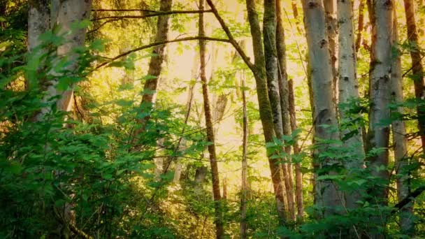 Золотий Sunlight у вечір Woodland - Кадри, відео