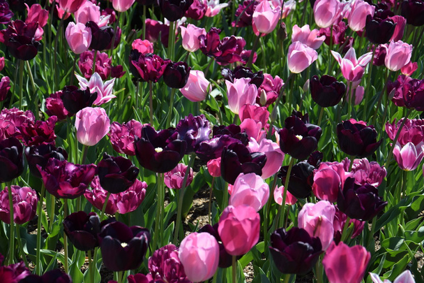 Coloridas flores de tulipán
 - Foto, imagen