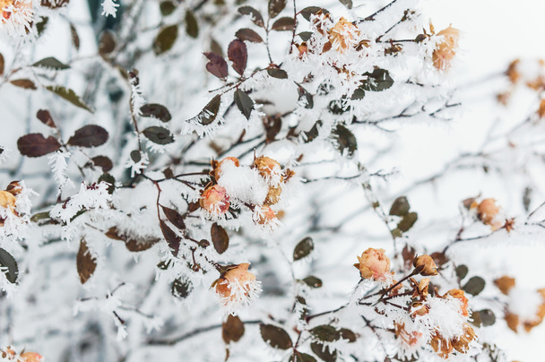 Flowers in the frost - Photo, Image