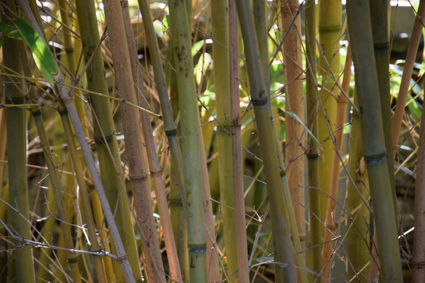 Bambusy v přírodě - Fotografie, Obrázek