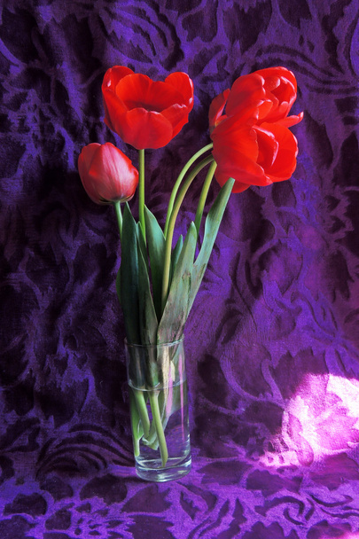 tulipány ve váze - Fotografie, Obrázek