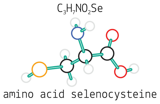 C3H7NO2Se молекула аминокислоты селеноцистеина
 - Вектор,изображение