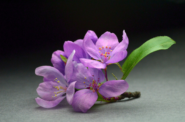 Flores frescas de primavera - Foto, imagen