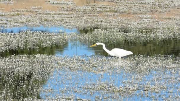 Great egret hunting in a pond. - Footage, Video