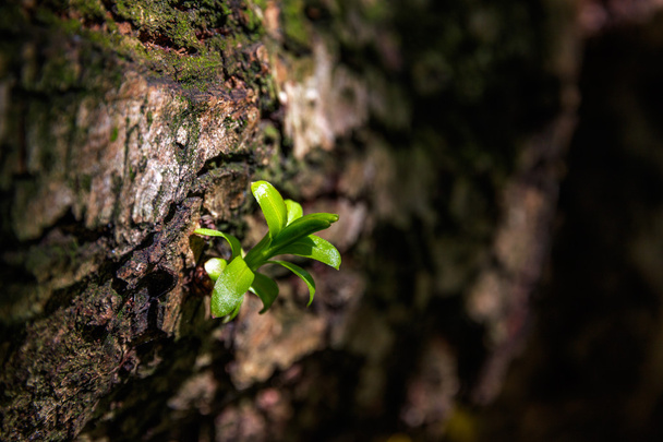 Проростаюча зелена рослина
 - Фото, зображення