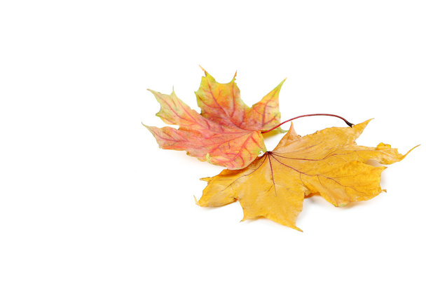 podzimní oranžové listy - Fotografie, Obrázek