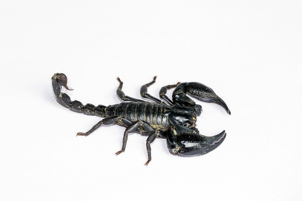 Black Scorpion isolated on white background. - Photo, Image