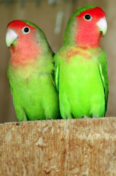 Wildlife Photos - Parrot - Photo, Image