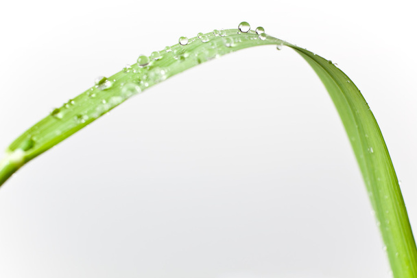 bubbles water drop on leaf grass isolated on white - Foto, Imagem