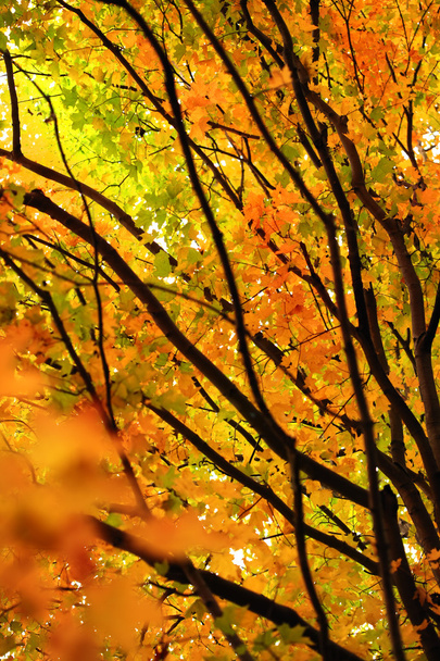 Осенние листья - Фото, изображение