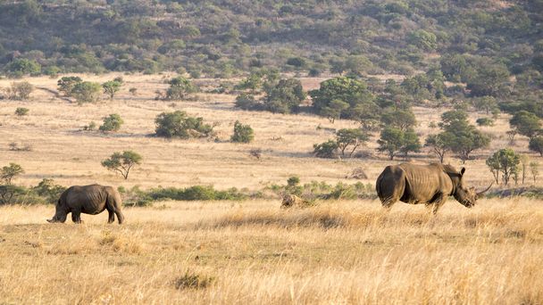 white rhinoceros grazing - Zdjęcie, obraz