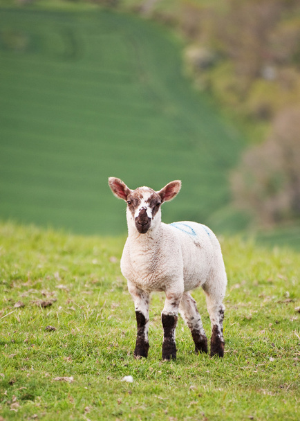 owieczka wiosna w uprawa wiejski krajobraz - Zdjęcie, obraz