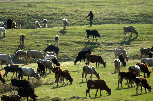 農場の動物 - 牛 - 写真・画像