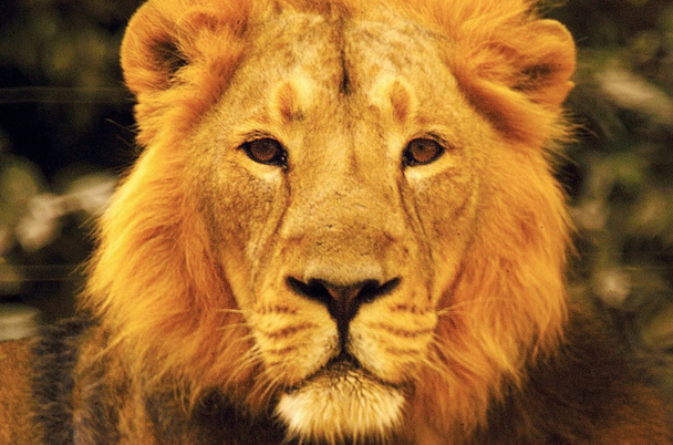 Luonnonvaraisten eläinten kuvia - Leijona
 - Valokuva, kuva