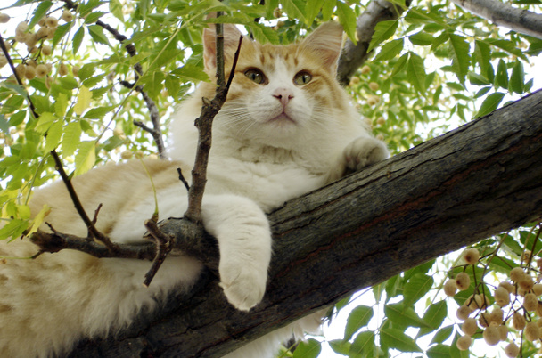 Luonnonvaraisten eläinten kuvia - Kissat
 - Valokuva, kuva