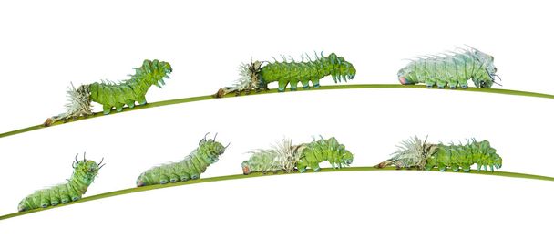 Isolated molting caterpillar of Atlas butterfly - Photo, Image