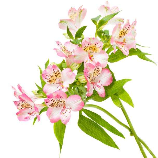 Альстромерії рожеві квіти ізольовані на білому
 - Фото, зображення