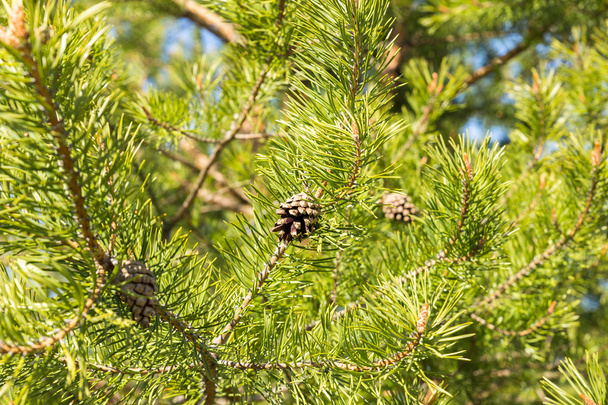 cones no ramo de pinheiro verde
 - Foto, Imagem