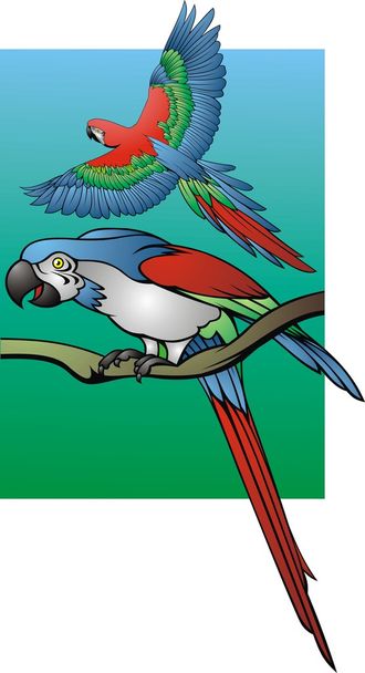 zwei Papageien auf farbigem Hintergrund - Vektor, Bild