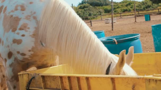 Fehér ló egy zsákvászon zsák, hogy szeme, amely eszik szénát a Ranch. - Felvétel, videó