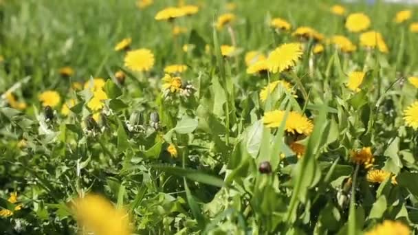 Campo de primavera com flores de dente-de-leão amarelo
 - Filmagem, Vídeo