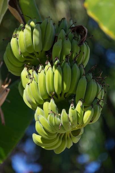 Organic banana on a bunch tree - Zdjęcie, obraz