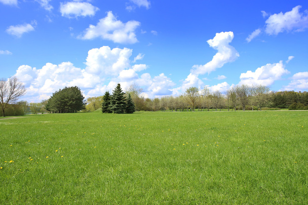 Lente landschap van gras en bomen - Foto, afbeelding