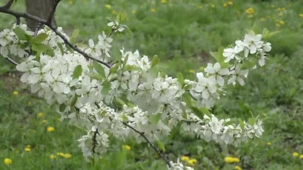 White flowers blackthorn - Footage, Video