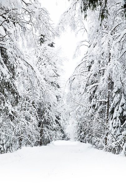 Russian winter forest in snow - Foto, Imagen