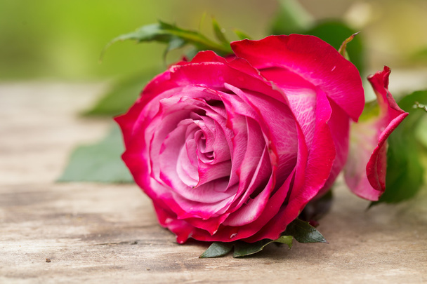Perfect pink rose flower on wood outdoors - Fotó, kép