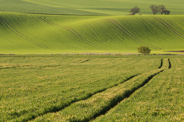 Moravian landscape with waved fields - Photo, Image