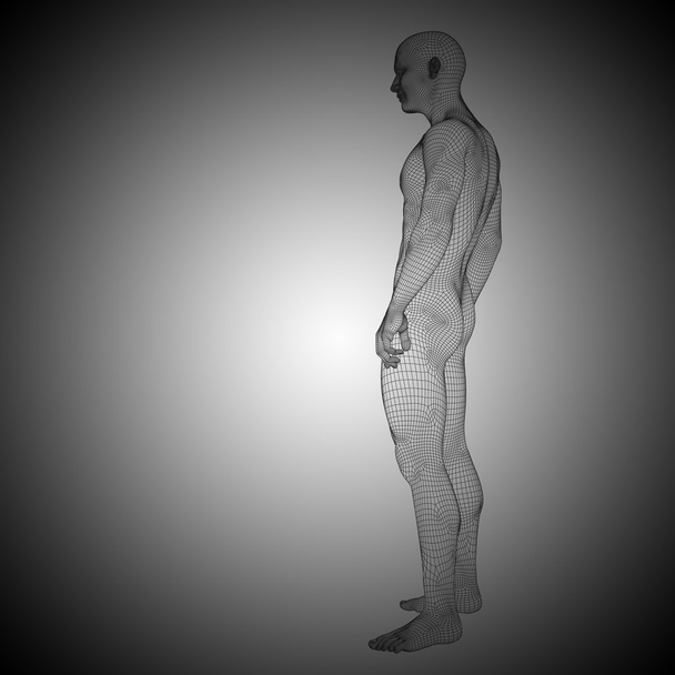 立っている人間の解剖学  - 写真・画像