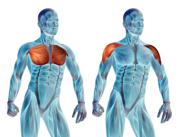 Brustkorb menschliche Anatomie - Foto, Bild