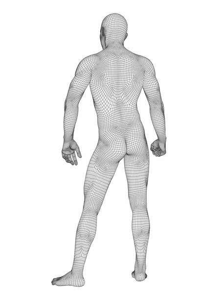 menschliche männliche Anatomie - Foto, Bild