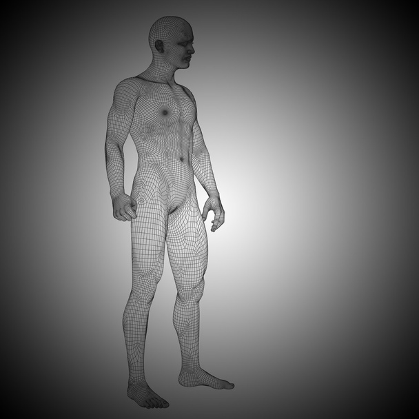 anatomia do homem em pé
  - Foto, Imagem