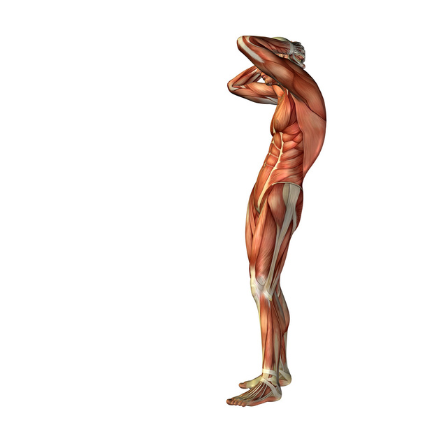  ανθρώπινο άνθρωπος με τους μυς  - Φωτογραφία, εικόνα