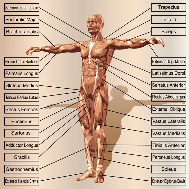  άνθρωπος με τους μυς και κείμενο - Φωτογραφία, εικόνα