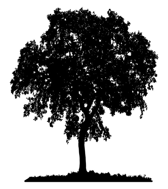 Силуэт дерева - векторная иллюстрация
 - Вектор,изображение