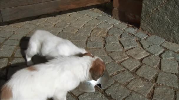 chiot chiens manger
 - Séquence, vidéo
