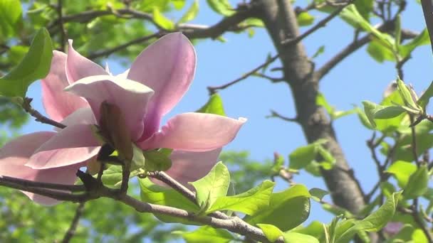 Magnolienblüte rosa - Filmmaterial, Video